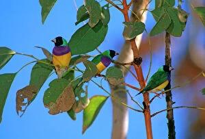 Images Dated 4th February 2009: Gouldian Finch -Group in tree, Katherine Gorge, Northern Territory, Australia