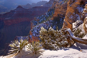 Grand Canyon - panoramic view from the Rim Trail into the Grand Canyon Grand Canyon - panoramic view from the Rim Trail into the Grand Canyon