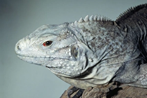 Grand Cayman Island Ground / Blue Iguana Grand Cayman Island Ground / Blue Iguana