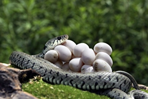 Grass / Ringed Snake - coiled around eggs Grass / Ringed Snake - coiled around eggs