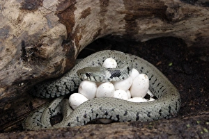 Grass / Ringed Snake - at nest, coiled around eggs Grass / Ringed Snake - at nest, coiled around eggs