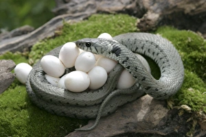 Grass / Ringed Snake - protecting eggs Grass / Ringed Snake - protecting eggs
