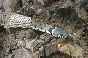 Grass Snake - close-up, shedding skin Grass Snake - close-up, shedding skin