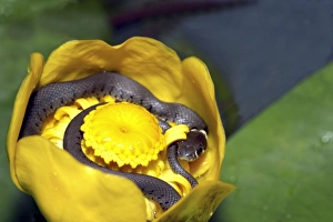 Grass Snake - inside Waterlily flower Grass Snake - inside Waterlily flower