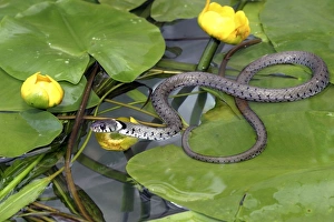 Grass Snake - on waterlily leaves, entering water Grass Snake - on waterlily leaves, entering water