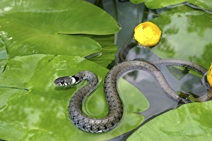 Grass Snake - on waterlily leaves, in water Grass Snake - on waterlily leaves, in water