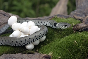 Grass Snake - wrapped around mass of eggs Grass Snake - wrapped around mass of eggs