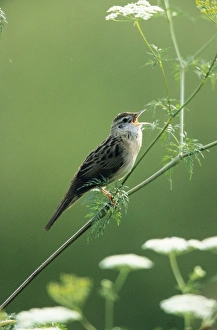 Grasshopper WARBLER - Singing from perch in Wild Angelica Grasshopper WARBLER - Singing from perch in Wild Angelica