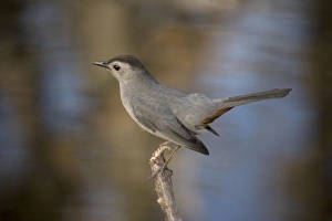 Gray Catbird - relative of mockingbirds Gray Catbird - relative of mockingbirds