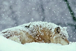 Images Dated 15th October 2008: Gray wolf (Canis lupus) resting (sleeping) during heavy snow. North America