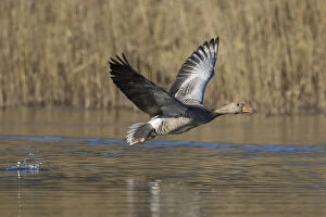 Anser Gallery: Graylag / Greylag Goose - adult bird in flight - Germany