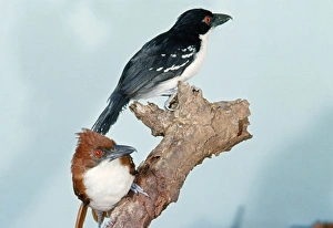 Great Antshrike - Male & Female Great Antshrike - Male & Female