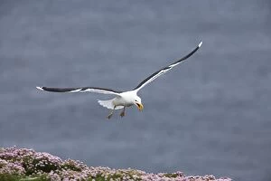 Great Black-Backed Gull - calling as it comes into land
