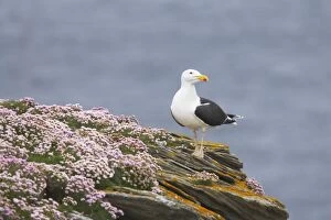 Great Black-Backed Gull - on thrift covered cliff top