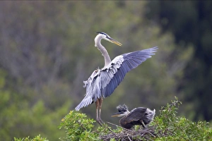 Great Blue Heron landing at nest with chick waiting Great Blue Heron landing at nest with chick waiting