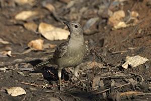 Great Bowerbird - Drinking at a remnant pool in an otherwise dry riverbed Great Bowerbird - Drinking at a remnant pool in an otherwise dry riverbed