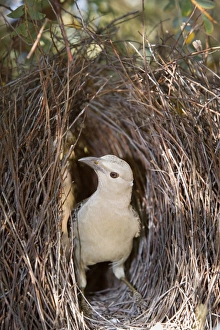 Great Bowerbird - male Bowerbird standing inside its artfully crafted bower Great Bowerbird - male Bowerbird standing inside its artfully crafted bower