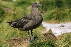 Great / Brown / Southern Skua - (Subantarctic) Great / Brown / Southern Skua - (Subantarctic)