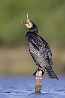 Great Cormorant - male in breeding colours showing bronze tinged wings Great Cormorant - male in breeding colours showing bronze tinged wings