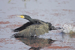 Great Cormorant - Taking off across water - Keoladeo Ghana National Park Great Cormorant - Taking off across water - Keoladeo Ghana National Park