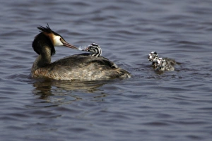 Great Crested Grebe - Adult feeding chick with feather, to help digestion Great Crested Grebe - Adult feeding chick with feather, to help digestion