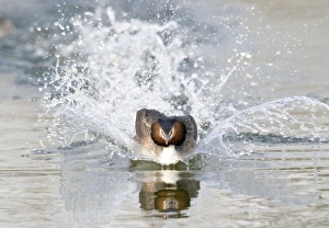 Great Crested Grebe, Display rushing across water, Lakes & Rivers Great Crested Grebe, Display rushing across water, Lakes & Rivers