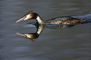 Great Crested Grebe - Male swimming over lake with mirrow-image of head Great Crested Grebe - Male swimming over lake with mirrow-image of head