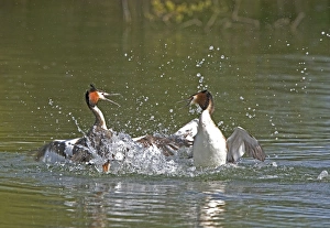 Great Crested Grebe - two males fighting in the water using their wings and bills Great Crested Grebe - two males fighting in the water using their wings and bills