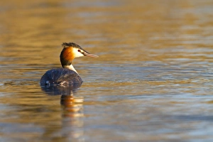 Great Crested Grebe - single adult on lake Great Crested Grebe - single adult on lake