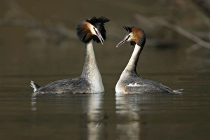 Great Crested Grebes - Pair courtship displaying, male (left) with erect crest Great Crested Grebes - Pair courtship displaying, male (left) with erect crest