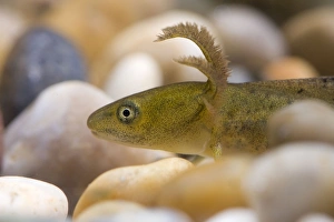 Great Crested Newt - Macro photo of head of eft or larva Great Crested Newt - Macro photo of head of eft or larva