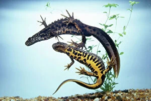 Amphibian Collection: Great Crested Newt - male & female