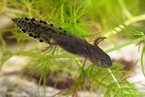 Great Crested Newt - Single larva photographed underwater Great Crested Newt - Single larva photographed underwater