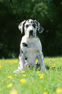<b class=qtipBold><figcaption>Great Dane Dog - puppy</figcaption></b><br>ME-311 Great Dane Dog - puppy Johan De Meester Please note that prints are for personal display purposes only and may not be reproduced in any way.<br><em>© Johan De Meester / ardea.com</em> Great Dane Dog - puppy
