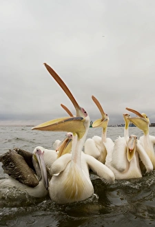 Great / Eastern White Pelican - Waiting for fish hand outs in Walvis Bay Harbour Great / Eastern White Pelican - Waiting for fish hand outs in Walvis Bay Harbour