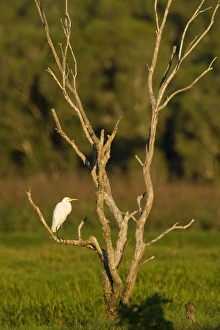 Great Egret - adult sits on a dead tree in the wetlands looking about Great Egret - adult sits on a dead tree in the wetlands looking about