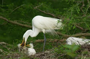 Great Egret / Common Egret - adult feeding youg crayfish or crawfish at nest Great Egret / Common Egret - adult feeding youg crayfish or crawfish at nest