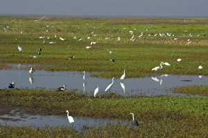 Great Egret - hugh mass of different species of egret and ibis as well as Magpie Geese Great Egret - hugh mass of different species of egret and ibis as well as Magpie Geese