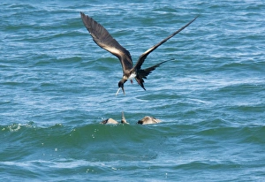Great Frigatebird (Fregata minor ridgwayi) female, harrassing blue-footed booby for food Great Frigatebird (Fregata minor ridgwayi) female, harrassing blue-footed booby for food