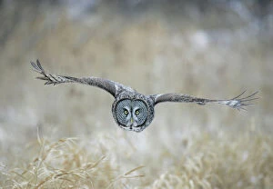 Prey Collection: Great Gray Owl in flight - Standing 27 in tall with a wingspan of 52 inches this is our longest owl