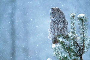Images Dated 24th February 2011: Great Gray Owl - in snow