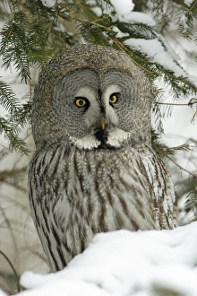 Great Grey Owl - Portrait in winter Great Grey Owl - Portrait in winter