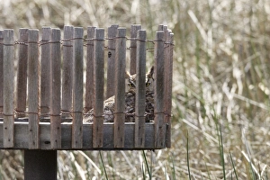 Great Horned Owl - Southeast Arizona - roosting in waterfowl nesting platform Great Horned Owl - Southeast Arizona - roosting in waterfowl nesting platform