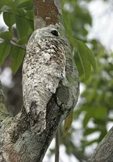 Images Dated 1st May 2004: Great Potoo
