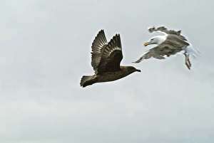 Great Skua attacked by Great Black-backed Gull (Larus marinus) Great Skua attacked by Great Black-backed Gull (Larus marinus)