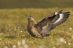 Great Skua - calling out and displaying wings to show territory