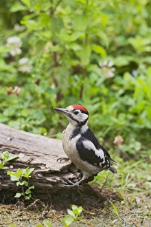 Great Spotted Woodpecker - at dead tree stump Great Spotted Woodpecker - at dead tree stump