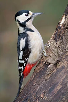 Ornithology Collection: Great Spotted Woodpecker - female - Cornwall - UK
