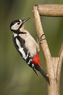 Great Spotted Woodpecker - on a garden fork Great Spotted Woodpecker - on a garden fork