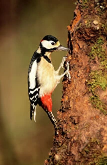 Images Dated 4th July 2005: Great Spotted Woodpecker - male displaying in spring-time